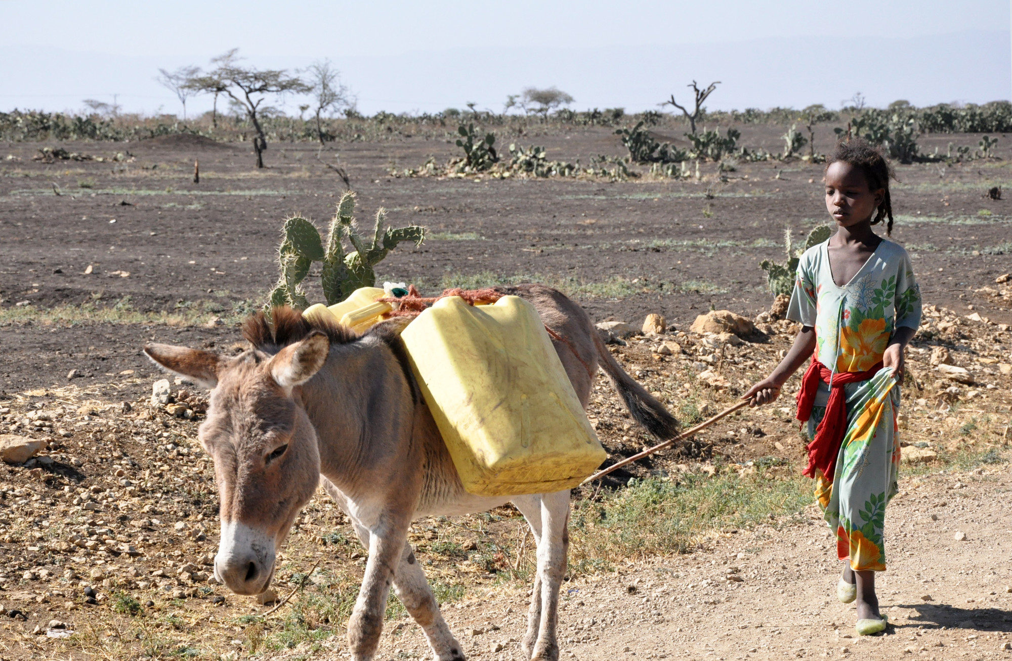 At least 8.2 million Ethiopians are in need of food aid, the government says, as the country braces for the effects of the El NiÃ±o weather phenomenon. An inter-agency assessment, led by the government, conducted in September 2015, identified 3.6 million people in need of food assistance â in addition to 4.55 million from the previous month. Plan International Ethiopia is responding to the food security crisis and has identified 5,387 sponsored children who have been affected. We are currently working with at-risk communities to prioritise the needs of children by implementing emergency nutrition response and livelihood recovery programmes in three of the most affected districts with funding support from USAID/OFDA.